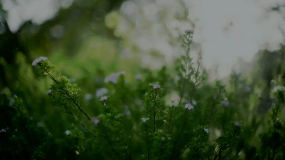 Videovorschau: Grüne Seelen
